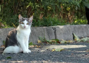 تفاوت گربه خانگی و خیابانی