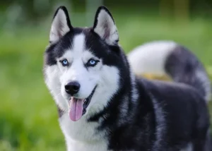 شایع ترین بیماری های سگ هاسکی