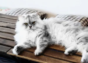 بهترین گربه برای نگهداری در خانه