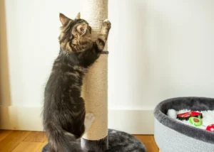 اسکرچر گربه