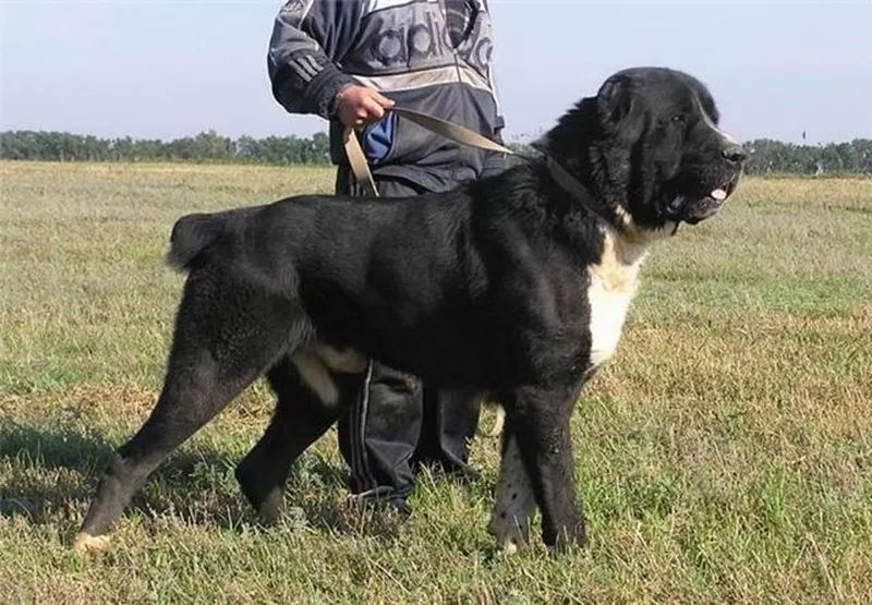 سگ سرابی برای نگهبانی از باغ (سگ سرابی غول پیکر)