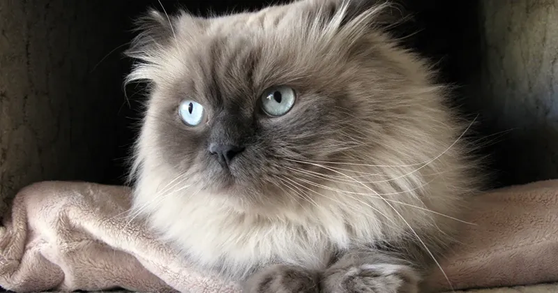 گربه هیمالین در خانه