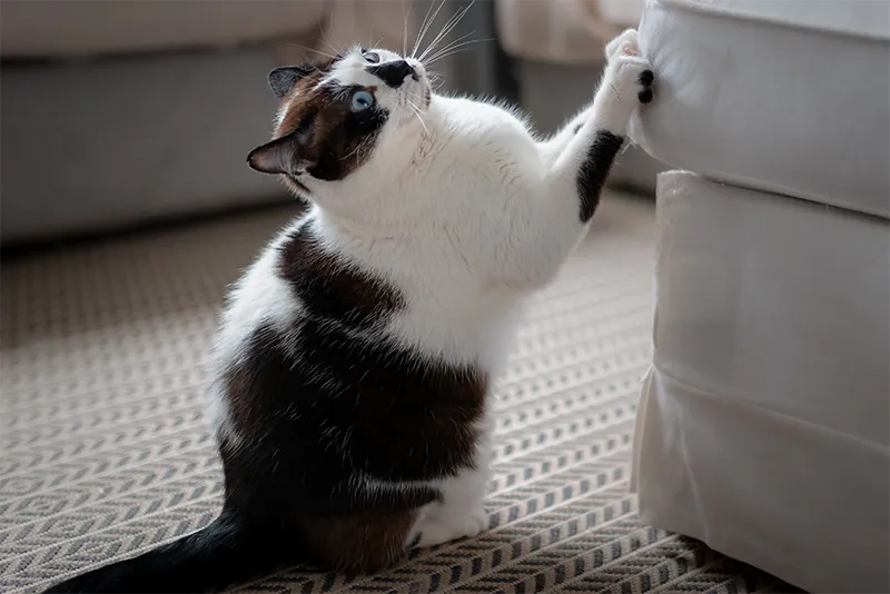 تربیت گربه برای استفاده از اسکرچر