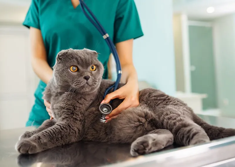 گربه اسکاتیش هر چند وقت نیاز به چکاپ دارد؟