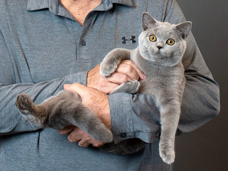 گربه اسکاتیش بهتره یا بریتیش؟