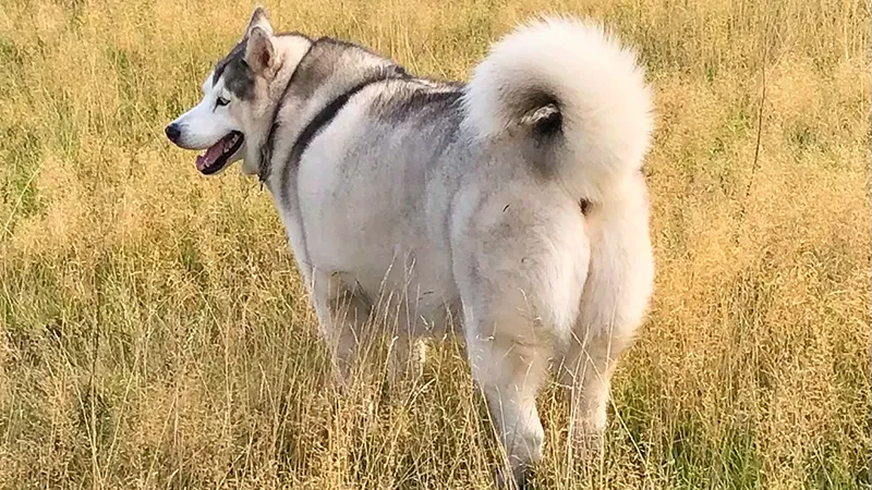 چگونه متوجه کم کاری تیروئید در سگ هاسکی شویم؟