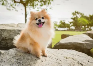 شرایط نگهداری سگ پامرانین