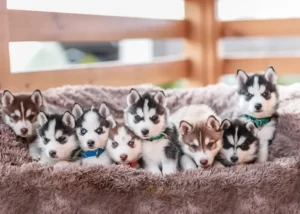 انواع نژاد سگ هاسکی