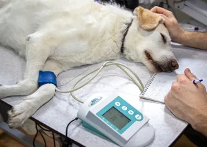 عارضه های قلبی سگ