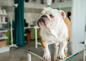 سنگ کلیه در سگ ها