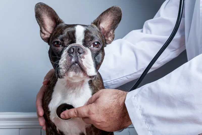 عارضه های قلبی سگ