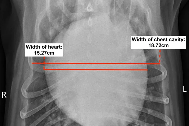 کاردیومیوپاتی در سگ ها